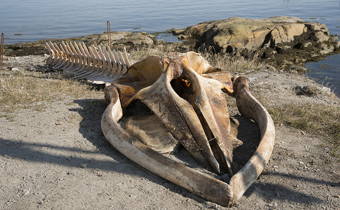 ついに人魚の遺骨を発見か!? 人間の頭蓋骨そっくり、専門家も困惑=オーストラリアの画像4