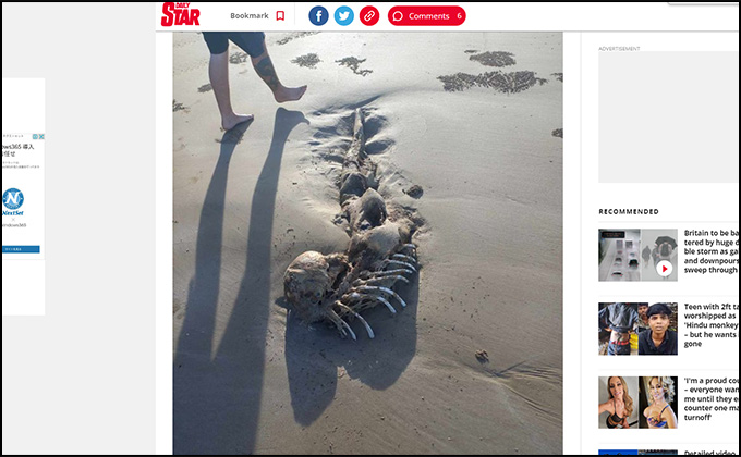 ついに人魚の遺骨を発見か!? 人間の頭蓋骨そっくり、専門家も困惑=オーストラリアの画像3