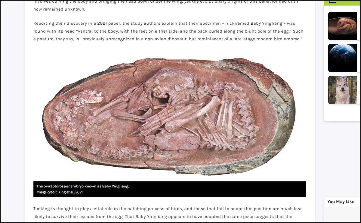 赤ちゃん入りの恐竜の卵が発見される！ 7000万年前の化石が示す意外な特徴が判明の画像1
