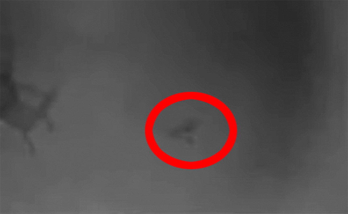 防犯カメラに「小人妖精ノーム」が映り込む!? 二足歩行の生物が暗闇を駆けるの画像2