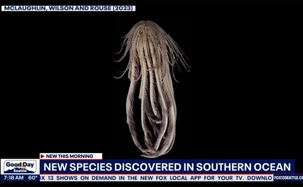 南極の凍った海から未知の「エイリアン生物」が発見される! 20本の腕を持つイチゴ形の新種、地球外生命体か!?の画像1