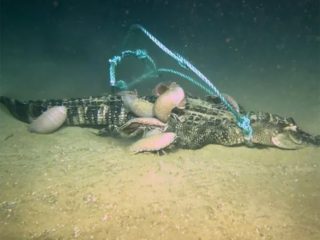 巨大ワニを捕食した謎の深海生物に科学者困惑… 背後に気候変動の影響か？