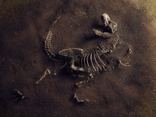「恐竜が実在したなら化石は至る所にあるはず！」 あなたは答えられる？