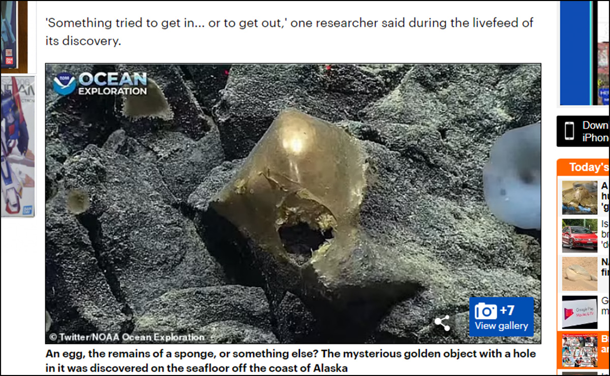 エイリアンの卵!? 海底3000mで発見された「金の卵」に専門家も困惑の画像1