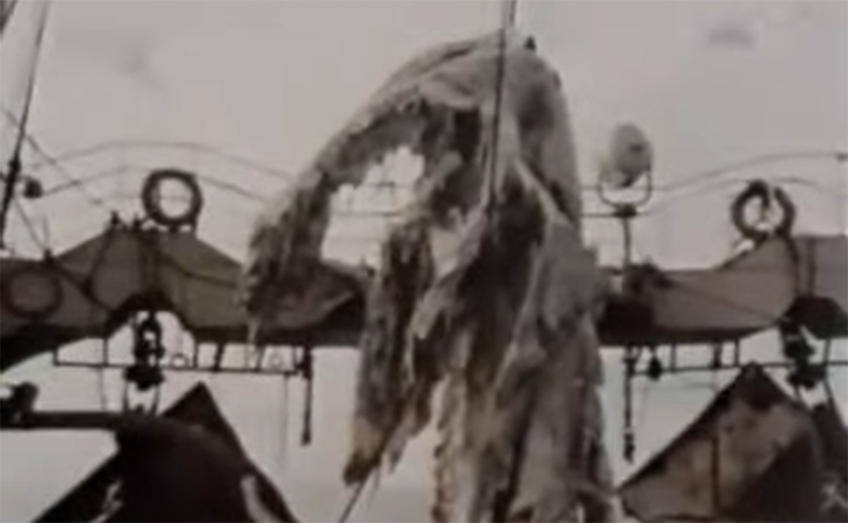 「腐敗した恐竜」を日本の漁師が吊り上げた!? 50年前のUMAニューネッシー騒動とは？の画像1