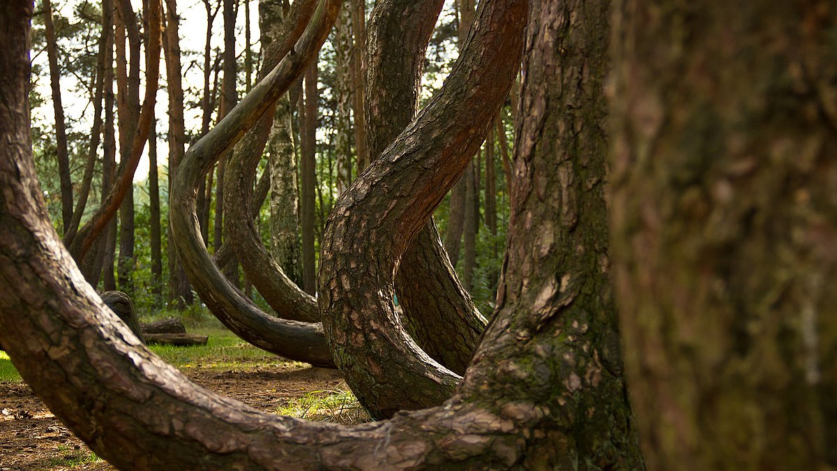ポーランドの「歪んだ森」とは？ 不自然に湾曲した400本の木々の謎の画像1