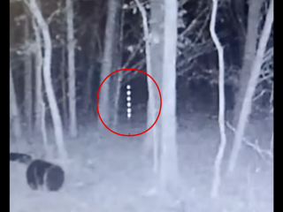 シカを「監視」する奇妙な発光体の列が森の中で撮影される！謎を呼ぶ『垂直に並んだ6つの発光体』