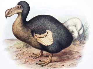 1680年代に絶滅した鳥『ドードー』が幹細胞技術で復活する！？