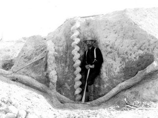 巨大なコルクのような化石「悪魔の栓抜き」の意外な正体