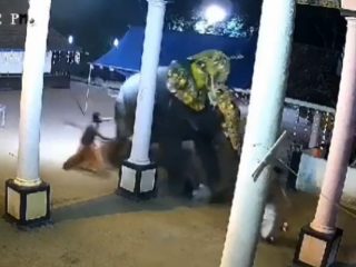 ゾウがたった一撃で男を…！狂暴化したゾウが人間を襲撃する瞬間を捉えた映像3選