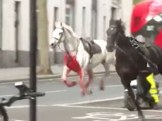 血まみれの馬がロンドンを暴走？！「終末の前兆」を唱える陰謀論が拡散