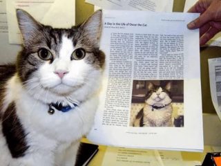 死を予知する”神秘の猫”オスカー、介護施設で100人以上の入居者の最期を看取る