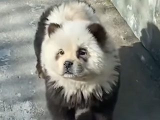 中国の動物園、パンダと称して犬を展示し炎上！？中国で話題になる『パンダ犬』とは
