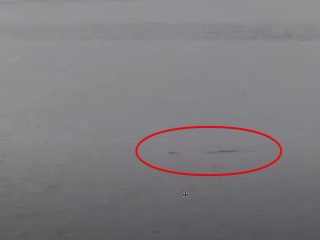 5m以上の巨大生物！？ネス湖のWebカメラに水面から浮かび上がる一対の“奇妙なこぶ”が映る